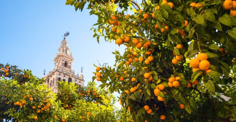 From Costa Del Sol: Seville Day Trip - Experience and Guide