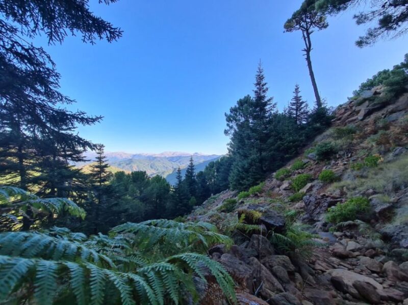 From Costa Del Sol: Sierra Bermeja Private Hiking Tour - Views of the Landscape