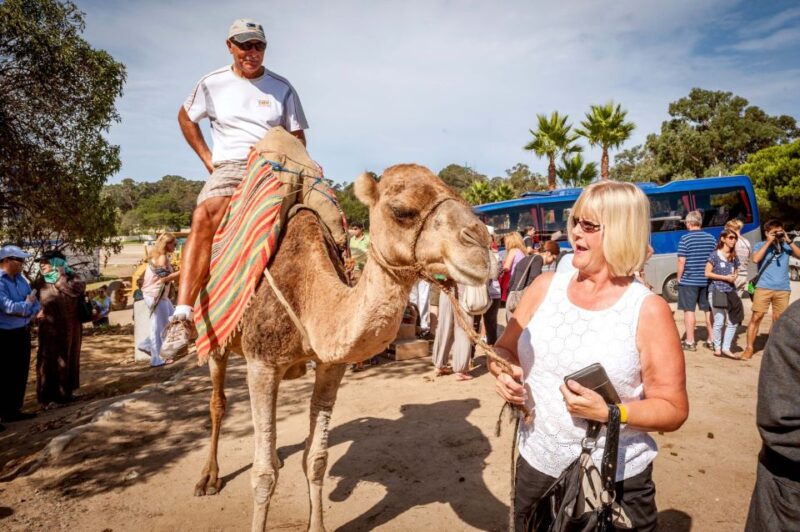 From Costa Del Sol: Tangier Full-Day Tour by Ferry - Key Points
