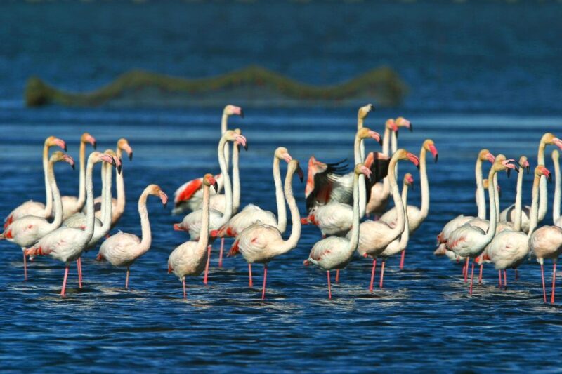From Costa Dorada: Peñíscola and Ebro Delta Sightseeing Tour - Important Information and Recommendations