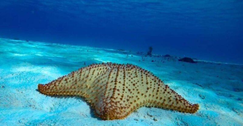 From Cozumel: 3 Reefs Boat Tour With Drinks and Snorkeling - Meeting and Pickup