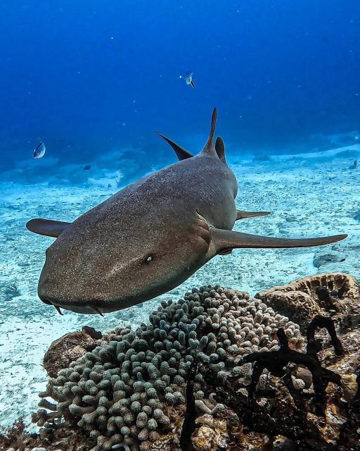 From Cozumel: Double Tank Scuba Diving for Certified Divers - Frequently Asked Questions