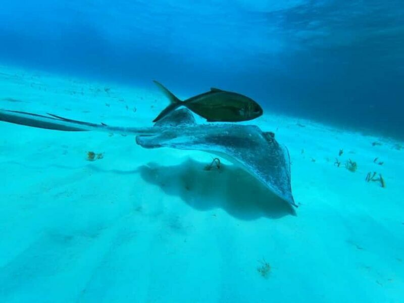 From Cozumel: El Cielo reef by Catamaran Snorkel Adventure - Authentic Experiences and Real Feedback