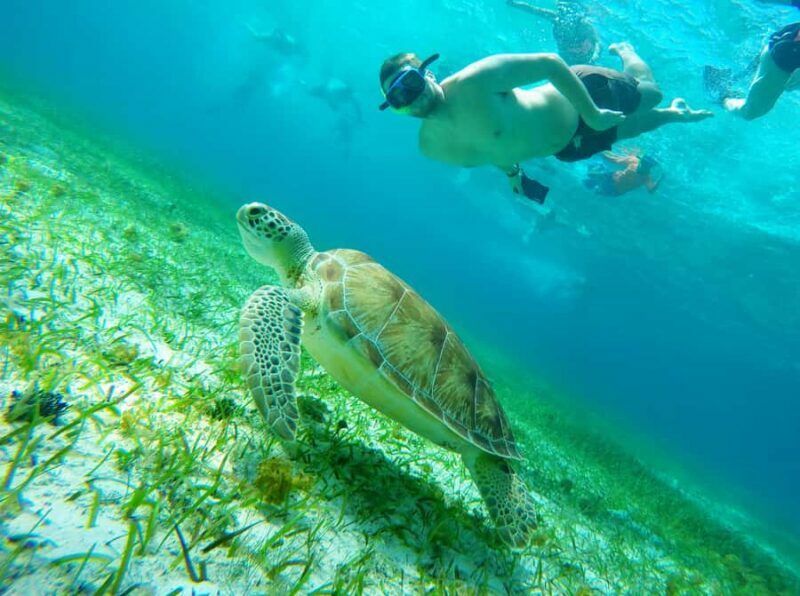 From Cozumel: Starfish, Stingrays & El Cielo Beach Snorkel - A Practical Look at the Cozumel Snorkeling Adventure: Starfish, Stingrays & El Cielo Beach