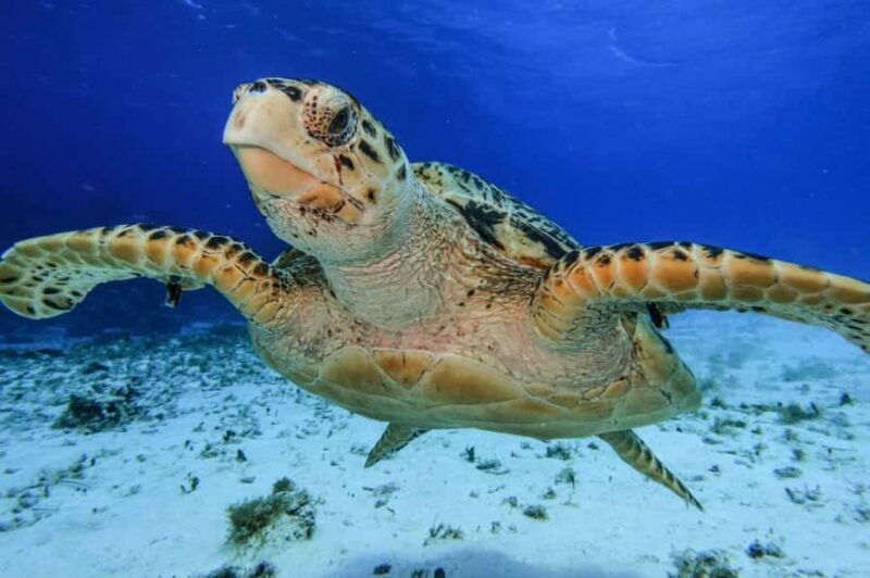 From Cozumel: Starfish, Stingrays & El Cielo Beach Snorkel - Authentic Marine Encounters and Practical Details