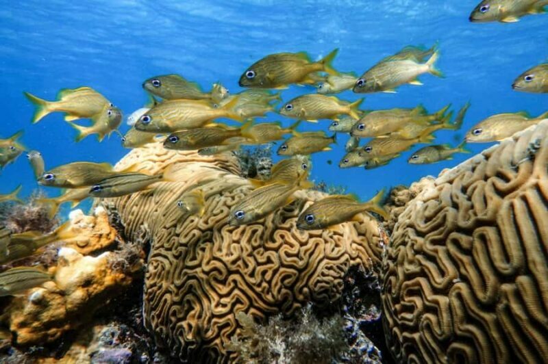 From Cozumel: Starfish, Stingrays & El Cielo Beach Snorkel - FAQs