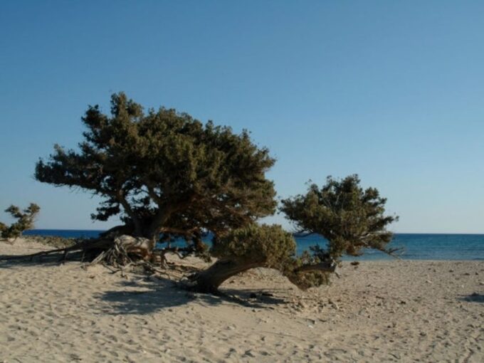 From Crete: Chrissi Island Yacht Cruise With Lunch - Frequently Asked Questions