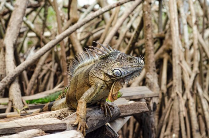 From Crucecita: Ventanilla, Zipolite, and Puerto Ángel Tour - Marine and Land Fauna Preservation