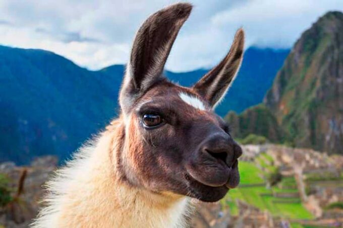 From Cusco: 1-day Machu Picchu by Train - Free Time in Aguas Calientes