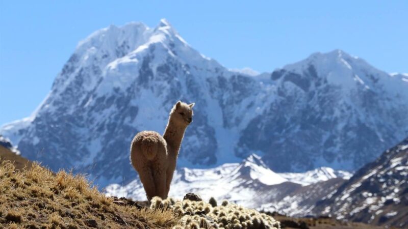 From Cusco: Ausangate Route - 7 Lagoons Tour + Meals - Key Points
