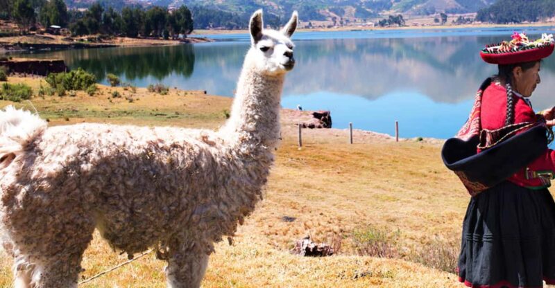 From Cusco: Chinchero Private Excursion With Alpaca Walk - Inclusions