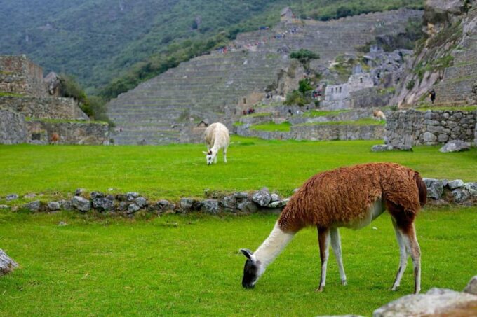 From Cusco: Machu Picchu by Train With Train/Entry Tickets - Important Information