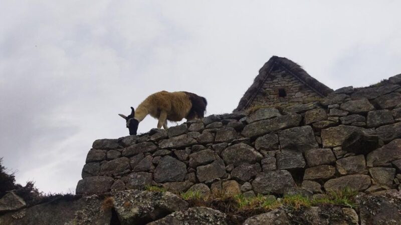 From Cusco: Machu Picchu & Cusco Classic 5 Days - Train Journey to Aguas Calientes