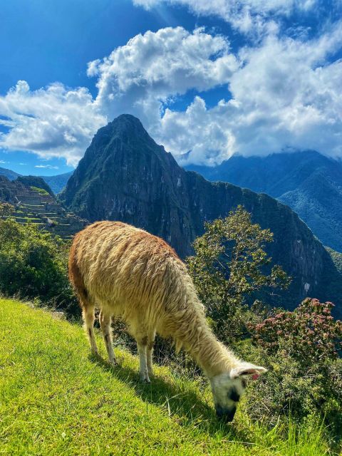 From Cusco: Machu Picchu Full-Day Group Tour - Highlights and Experience