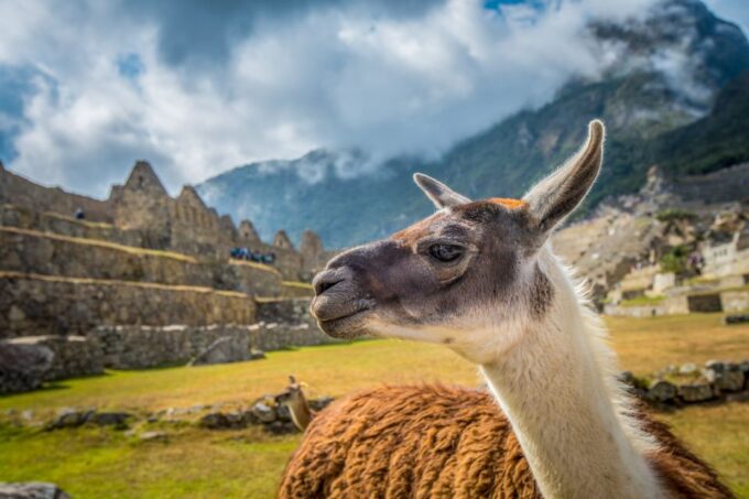 From Cusco: Machu Picchu Full-Day Guided Tour - Traveler Reviews and Feedback