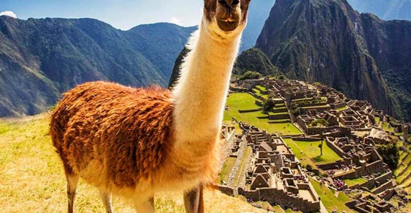 From Cusco: Machu Picchu Tour 1-Day by Train + Lunch - Tour Overview