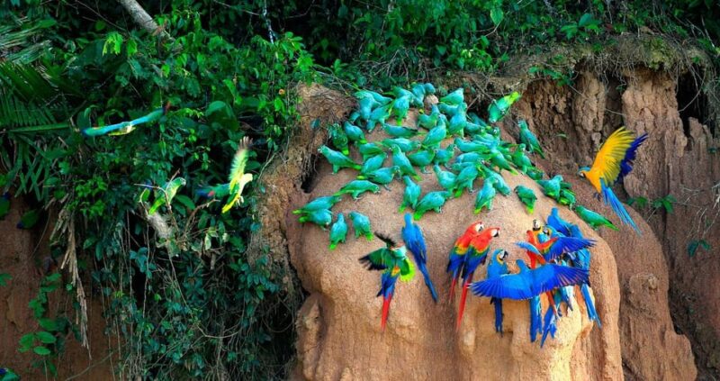From Cusco: Manu Biosphere Peru 6 Days - Inclusions