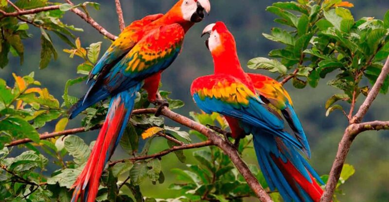 From Cusco | Manu Jungle Excursion 7D/6N | Wonders of Manu - Itinerary Highlights