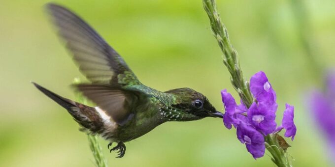 From Cusco | Manu Jungle Excursion 7D/6N | Wonders of Manu - Gastronomy