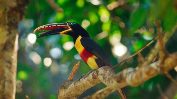 From Cusco | Manu Jungle Excursion 7D/6N | Wonders of Manu - Weather Variability