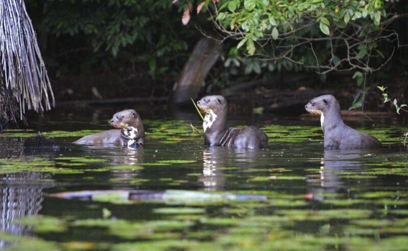 From Cusco: Manu Madre De Dios National Park Peru 7 Days - Frequently Asked Questions