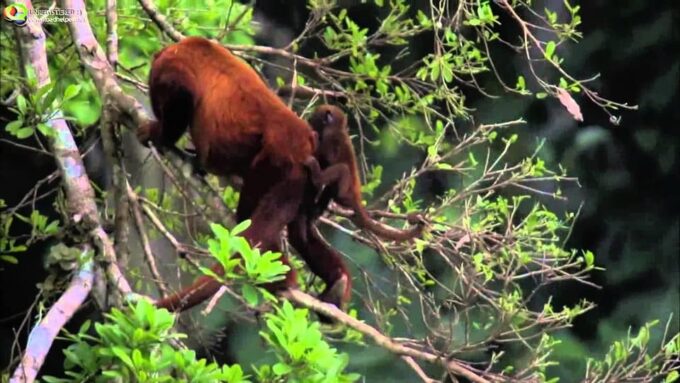 From Cusco: Manu Madre De Dios National Park Peru 7 Days - Pickup and Drop-off