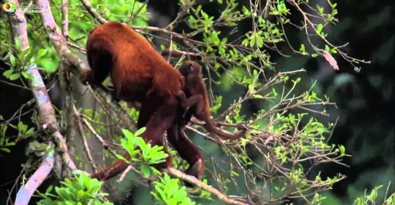 From Cusco | Manu National Park 3 Days - All Included - Overview and Pricing