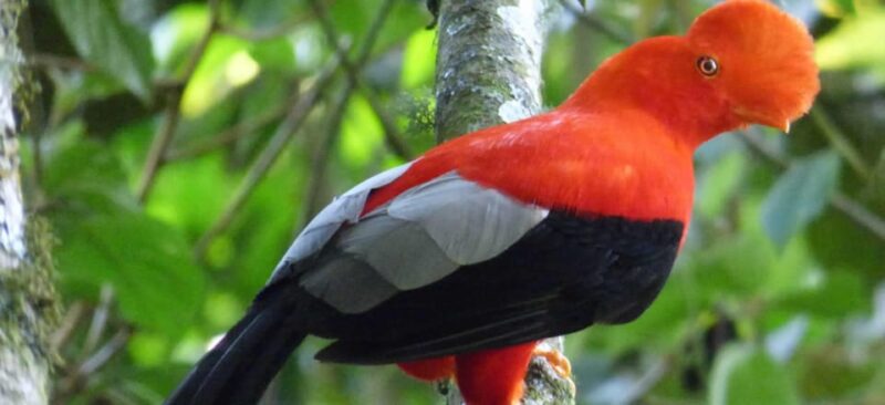 From Cusco | Manu National Park 3 Days - All Included - Day 1: Pre-Incan Tombs and Cloud Forest