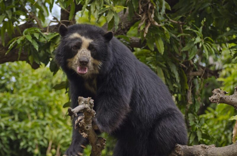 From Cusco: Manu National Park 3 Days and 2 Nights - Group Size and Languages