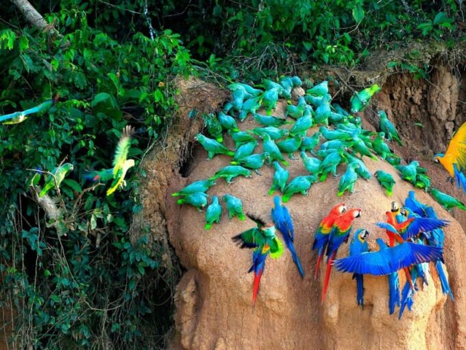 From Cusco: Manu National Park 3 Days and 2 Nights - Pricing and Duration