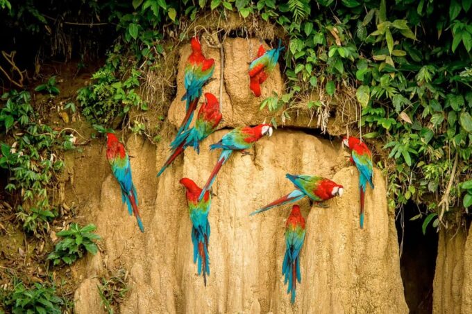 From Cusco: Manu National Park 3 Days and 2 Nights - Frequently Asked Questions