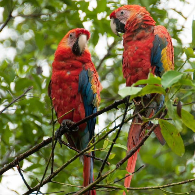 From Cusco: Manu National Park 3Days - Immersive Nature Experience