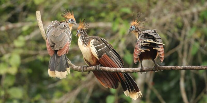 From Cusco: Manu National Park Tour With Accommodation - Included Amenities