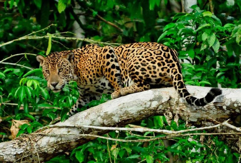 From Cusco: Manu National Park Tour With Accommodation - Customer Reviews