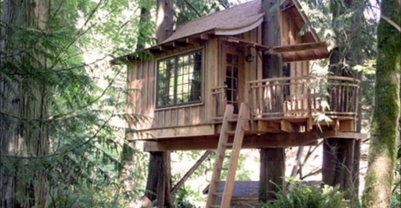 From Cusco: Manu Tree House 4 Days/3 Nights - Itinerary Highlights
