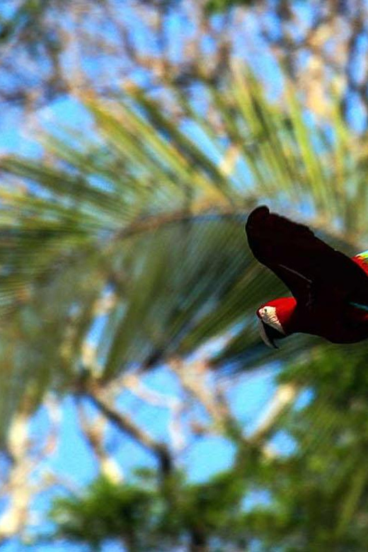 From Cusco: Manu Tree House 4 Days/3 Nights - Key Points