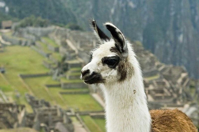 From Cusco | Private Service Inca Trail Tour 2 Days 1 Night - Preparation and Recommendations