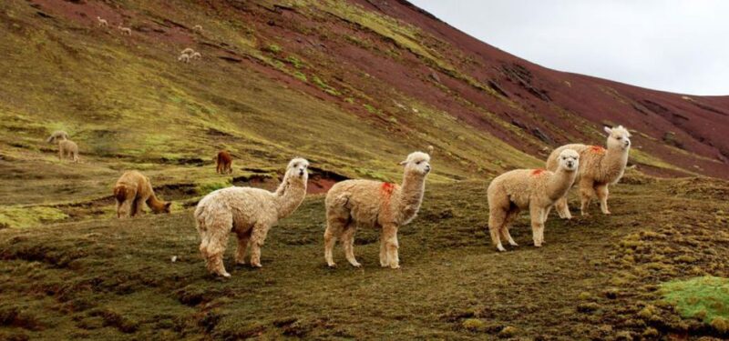 From Cusco | Private Service Palccoyo Mountain+Forest Stones - Tour Highlights