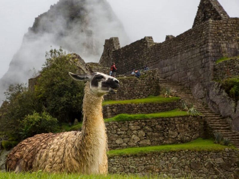 From Cusco: Private Tour to Machu Picchu With Lunch - Tour Overview and Pricing