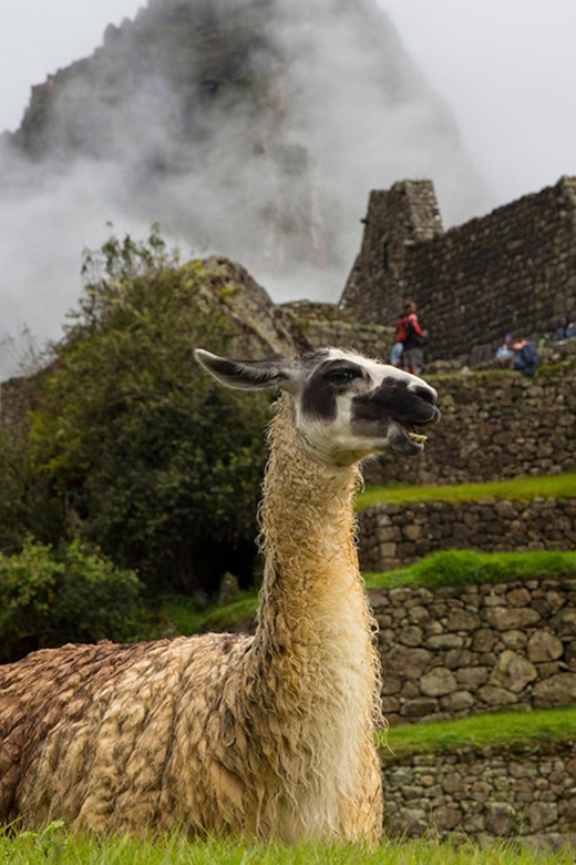 From Cusco: Private Tour to Machu Picchu With Lunch - Train and Bus Transportation