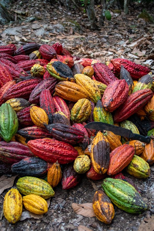 From Cusco: Quillabamba and Cocoa Farm 2-Day Tour - Duration and Price