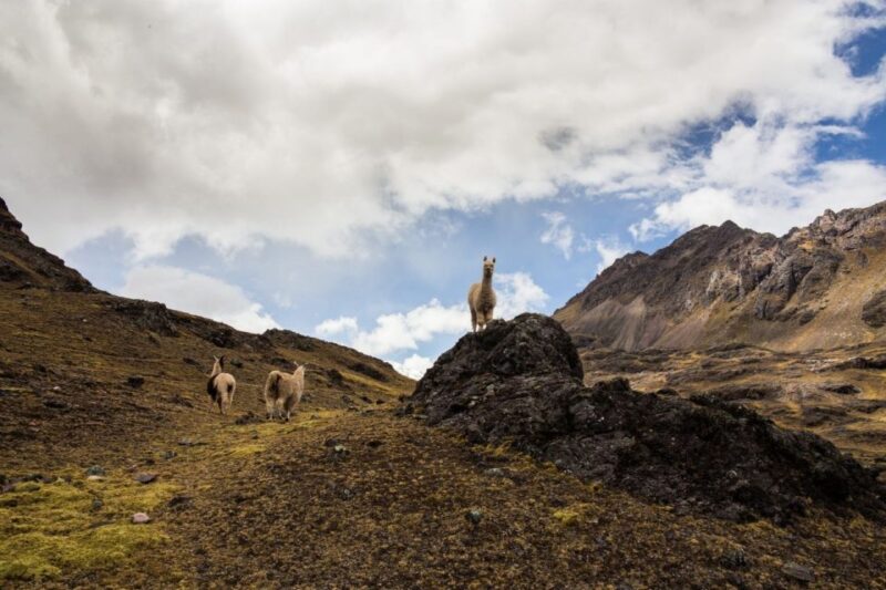 From Cusco: Rainbow Mountain Tour - Scenic Journey Through the Andes