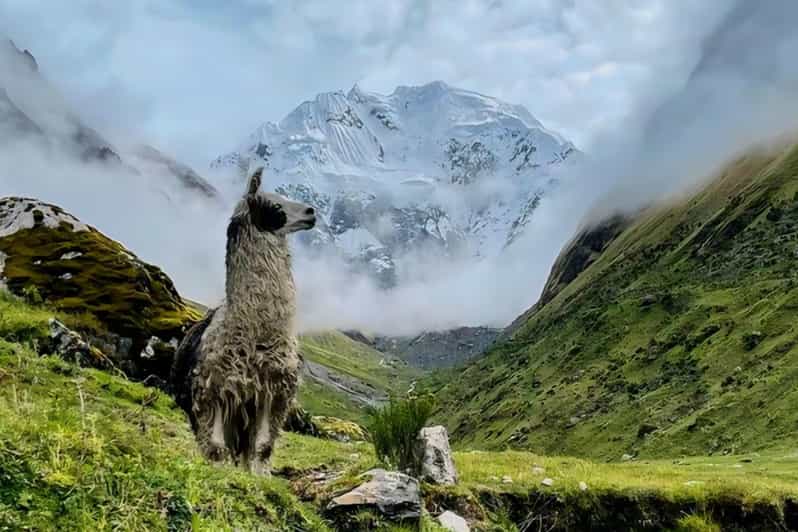From Cusco: Salkantay 5 Days Trekking: Through the Andes - Key Points
