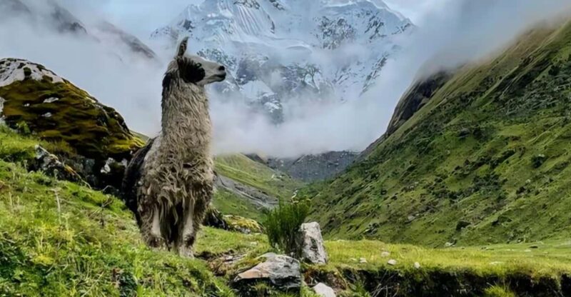 From Cusco: Salkantay 5 Days Trekking: Through the Andes - Additional Costs and Services