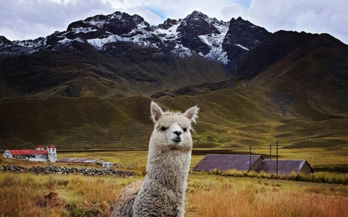 From Cusco: Titicaca Lake With the Route of the Sun in 2 Days - Uros Floating Islands