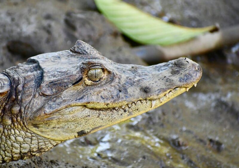 From Cusco: Tour Manu – Tambopata – Puerto Maldonado 8D/7N - Adventure in the Amazon