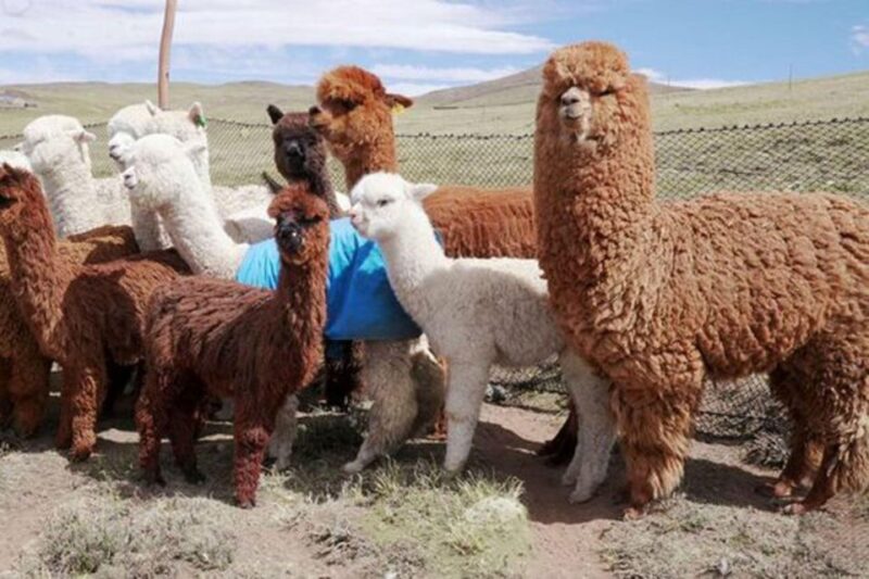 From Cusco: Tour to Chinchero/Maras/Moray+Picnic - Key Points