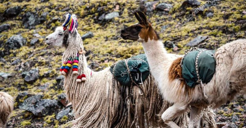 From Cusco: Tour to Chinchero/Maras/Moray+Picnic - Highlights of the Tour