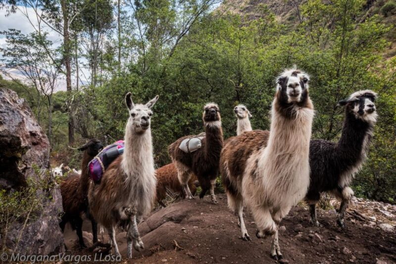 From Cusco: Walk With Alpacas and Llamas & Picnic |Private| - Experience Highlights