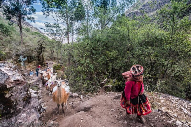 From Cusco: Walk With Alpacas and Llamas & Picnic |Private| - Frequently Asked Questions